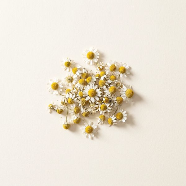 Chamomile
